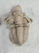 Gorgeous Snout Nosed Spathacalymene Trilobite - Rare #9229-5